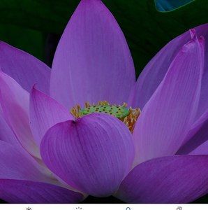 Meet your Posher, Paulina